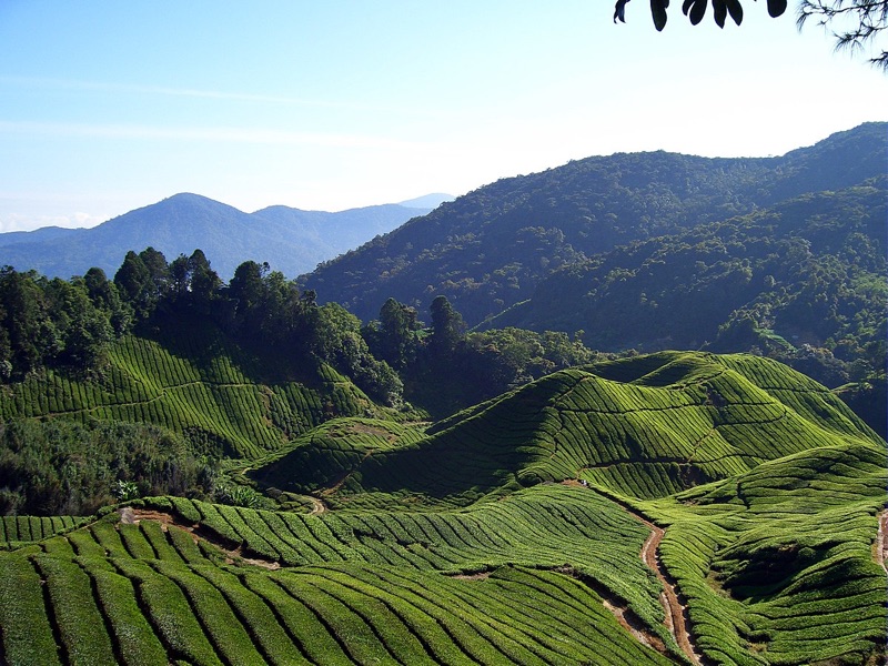 Lush tea plantations in Cameron Highlands, a refreshing short getaway from Singapore