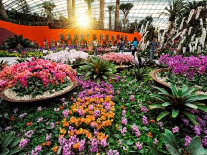 Bên trong Flower Dome rực rỡ sắc hoa