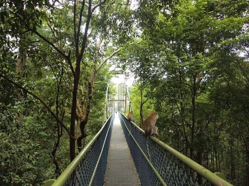 The TreeTop Walk at MacRitchie Reservoir, a key spot for trekking Singapore