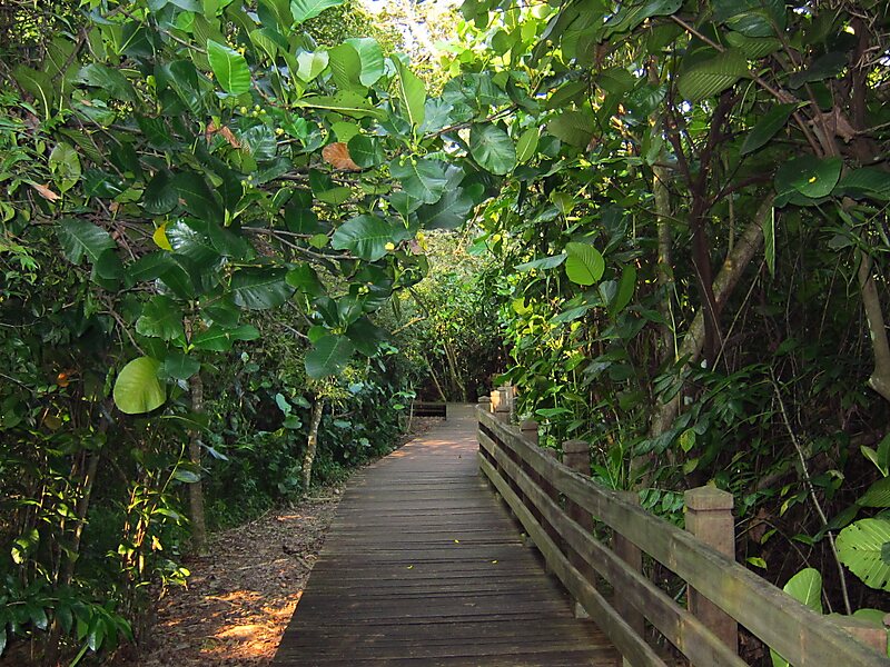 Boardwalks through the wetlands at Sungei Buloh, ideal for trekking Singapore