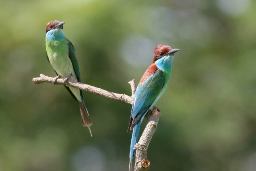 variety of flora and fauna