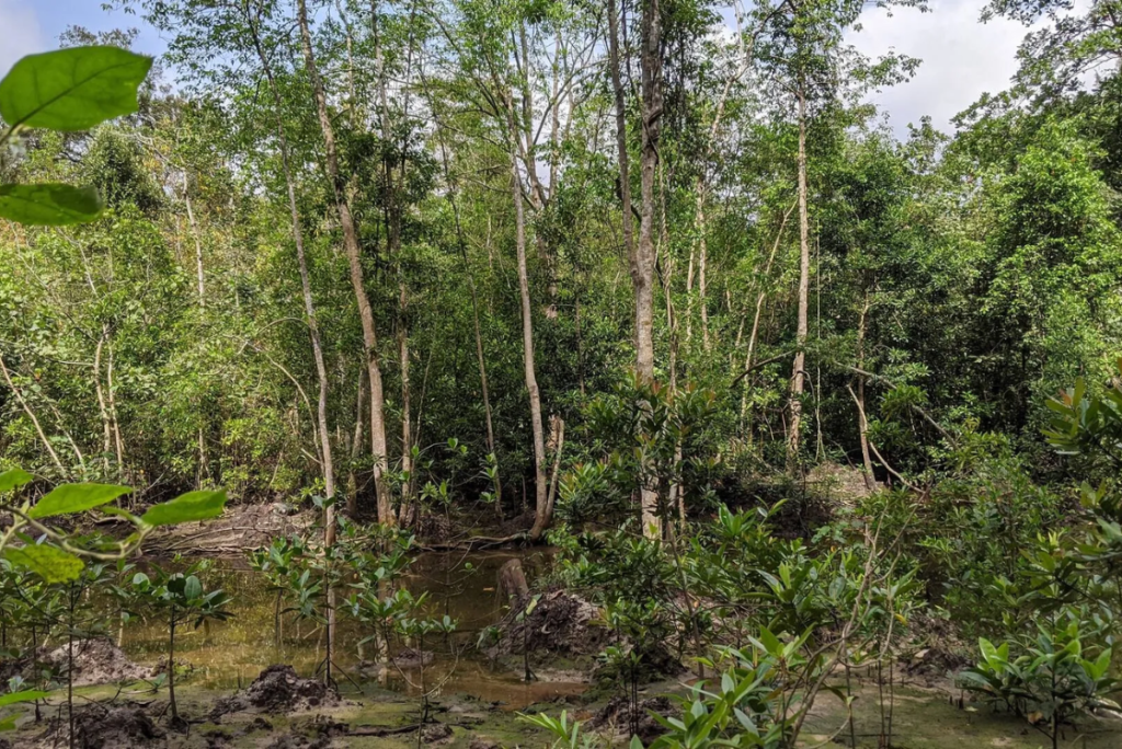 Mangrove Boardwalk